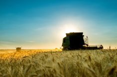 Combine harvesting wheat at sunset