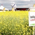 An InVigor canola demonstration plot at Ag in Motion in 2019.