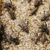 The Stepplers raise tropical house crickets, not the black crickets Manitobans might see outside.