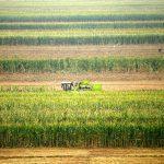 A farmer harvests corn in Hebei province, China, in 2015. 