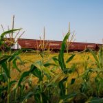 File photo of a BNSF grain train in Montana. (Photo courtesy BNSF Railway)
