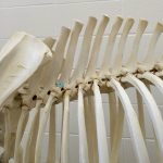 The large spinous processes arising from each of the individual equine thoracic vertebrae can act like long lever arms when a sideways pull is placed on a heavily weighted stirrup as a rider mounts, thus twisting the horse’s spine, back and saddle.