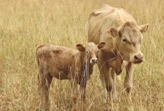 “There’s no doubt that cash flow has been extremely tight in the industry, especially after the drought last year, there’s not a huge appetite to be buying in at current prices when everything is just so fresh.” – Tyler Fulton, Manitoba Beef Producers.