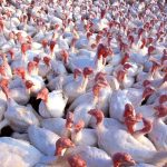 (Scott Bauer photo courtesy ARS/USDA)
