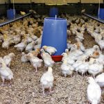 Ukrainian chicken imports into the European Union have jumped 54 per cent year-on-year in the second quarter.