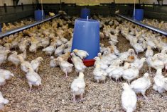Ukrainian chicken imports into the European Union have jumped 54 per cent year-on-year in the second quarter.