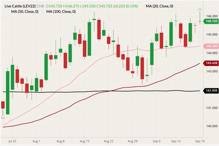 CME October 2022 live cattle (candlesticks) with 20-, 50- and 100-day moving averages (pink, dark red and black lines). (Barchart)
