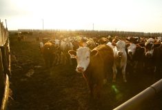 (Photo courtesy Canada Beef Inc.)
