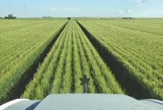 Running equipment on the same tracks all the time is the essence of controlled traffic farming — and while the practice only has a few adherents in Alberta, they are passionate about its benefits.
