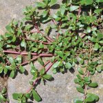 Purslane combines two rare types of photosynthesis to endure drought while remaining highly productive.