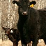 “If you are aiming to be a low-cost producer, you really need to aim for less than $800 (per cow) on the cash cost side, and less than $1,200 on the total cost side.”