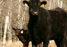 “If you are aiming to be a low-cost producer, you really need to aim for less than $800 (per cow) on the cash cost side, and less than $1,200 on the total cost side.”