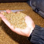 French 2022 soft wheat protein down, test weights above average