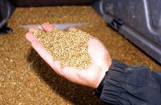 French 2022 soft wheat protein down, test weights above average