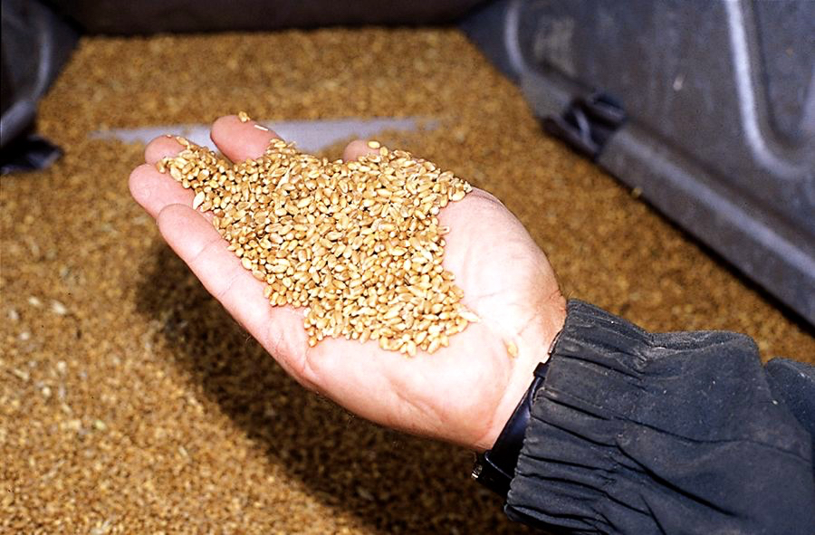 French 2022 soft wheat protein down, test weights above average
