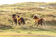 File photo of wild horses running on grasslands in Nova Scotia&#8217;s remote Sable Island National Park Reserve. (Photo by Sarah Medill/Parks Canada/Handout via Reuters)
