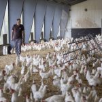 Daniel Wuergler, co-owner of the Gallipool Frasses farm, walks among 18,000 Lohmann Classic laying hens at Les Montets, about 45 km northeast of Lausanne, on Sept. 16, 2022. (Photo: Reuters/Denis Balibouse)
