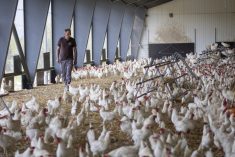 Daniel Wuergler, co-owner of the Gallipool Frasses farm, walks among 18,000 Lohmann Classic laying hens at Les Montets, about 45 km northeast of Lausanne, on Sept. 16, 2022. (Photo: Reuters/Denis Balibouse)