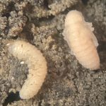 “Initially, it was in the Northwest where we were finding them and then, last year, we found them in the Southwest as far as Gladstone and into the Central region.” – Laura Schmidt.