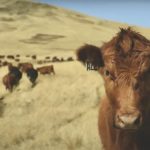 Nearly one in five ranches now produces certified sustainable beef but the 10 million pounds sold with a CRSB claim is a fraction of Canadian beef production.