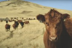 Nearly one in five ranches now produces certified sustainable beef but the 10 million pounds sold with a CRSB claim is a fraction of Canadian beef production.