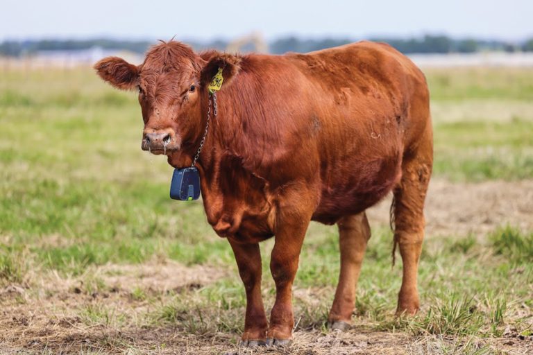 Virtual fence systems for livestock could be the next breakthrough