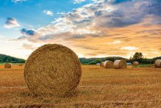 Scattered hay market leaves price questions