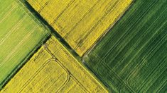 Traders and analysts argue that satellite-based crop data shouldn’t take so long for StatCan to process.
