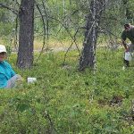 Granite rock outcrop areas in the Whiteshell have many nooks and crannies that grow excellent blueberries.