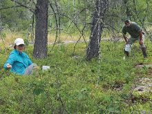 Granite rock outcrop areas in the Whiteshell have many nooks and crannies that grow excellent blueberries.