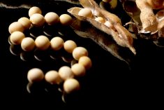 Argentina’s soy sell-off continues, but sales expected to slow