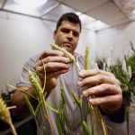 Agricultural engineer Maximiliano Marzetti checks genetically modified wheat with a strain called HB4, which has a gene that helps it better tolerate drought, inside a laboratory at Bioceres Crop Solutions in Rosario, Argentina, July 19.