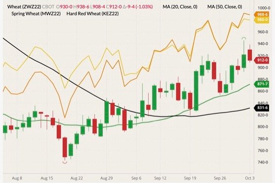 CBOT December 2022 soft red winter wheat (candlesticks) with 20- and 50-day moving averages (green and black lines), MGEX December 2022 hard red spring wheat (yellow line) and K.C. December 2022 hard red winter wheat (orange line). (Barchart)
