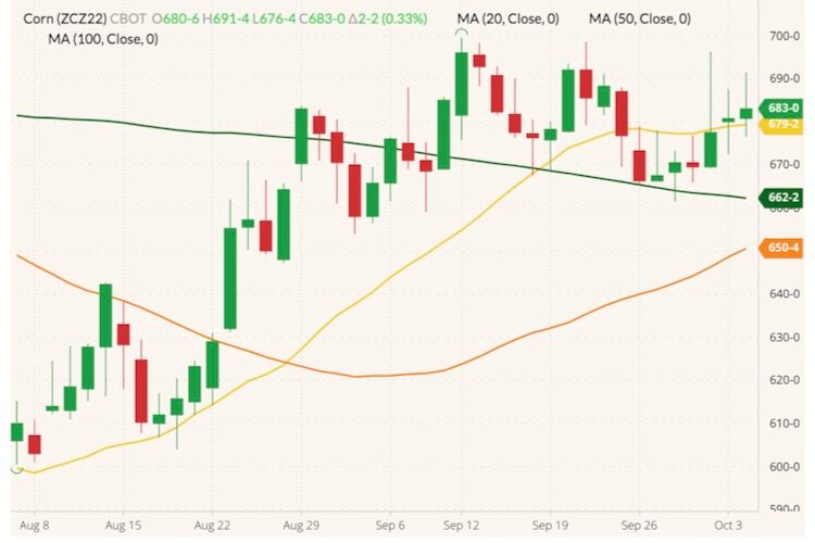 CBOT December 2022 corn (candlesticks) with 20-, 50- and 100-day moving averages (yellow, orange and dark green lines). (Barchart)
