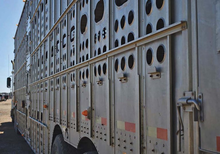 Beef Producers look at impact of transportation on cattle