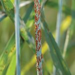 “It is an ongoing process, and we want to make sure that we’re continually monitoring and applying those mitigation strategies to control the pests.” – Brent McCallum.