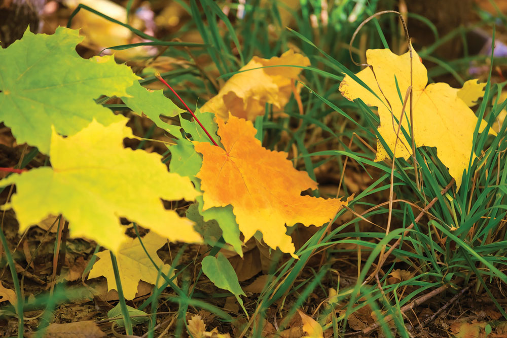 The CanSIPS model calls for near- to slightly above-average temperatures for each of the next three months.