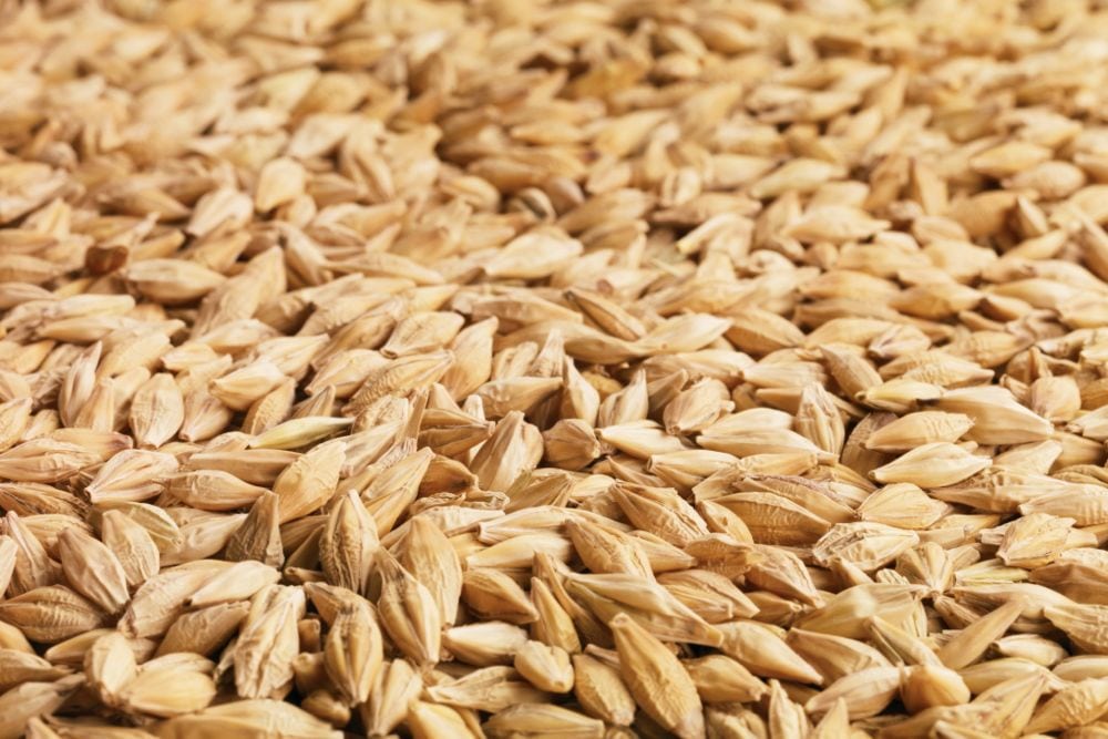 Barley. (Photo courtesy Canada Beef Inc.)
