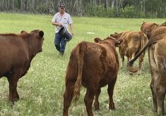 Dale Myhre feeds heifers housed on his leased Crown Land near Crane River, Man. Like many farmers in the area, most of Myhre’s land base is actually leased Crown Land.