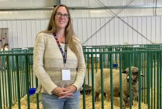 Mandy Furney, Manitoba Fibre Festival volunteer co-ordinator.