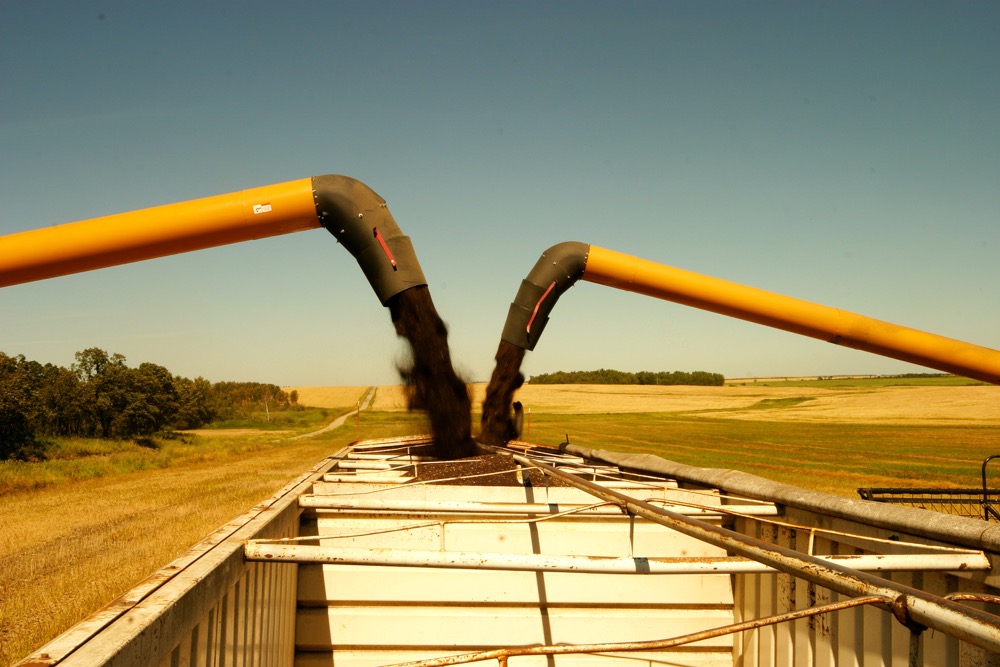 Canola flirts with $900 a tonne