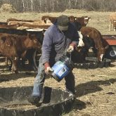Cattle receive supplemented feed at the Myhre farm near Crane River, Man.