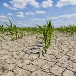 “In the EU, impacts of the summer drought, despite the sparse return of rainfall, have brought the yield outlook for crops to a rather uniform poor status.” – AMIS note.