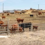 File photo of cattle on feed near Champion, Alta., about 75 km north of Lethbridge. (James_Gabbert/iStock/Getty Images)
