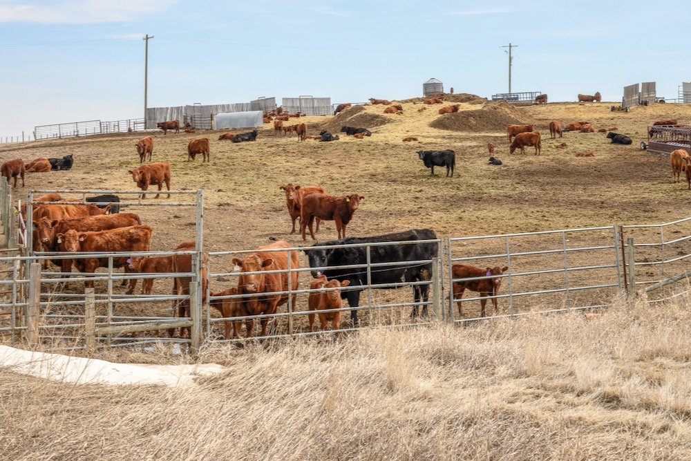 File photo of cattle on feed near Champion, Alta., about 75 km north of Lethbridge. (James_Gabbert/iStock/Getty Images)
