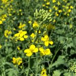Canola plants in flower in a field north of Lorette, Man. on July 20, 2022. (Dave Bedard photo)