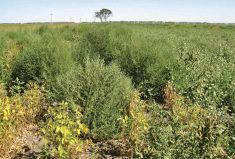 A kochia infested field.