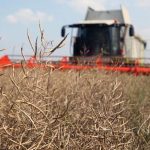 With seasonal harvest pressure waning, extremely wide crush margins continue to make the best case for why canola prices could move higher.