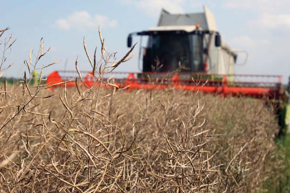 With seasonal harvest pressure waning, extremely wide crush margins continue to make the best case for why canola prices could move higher.