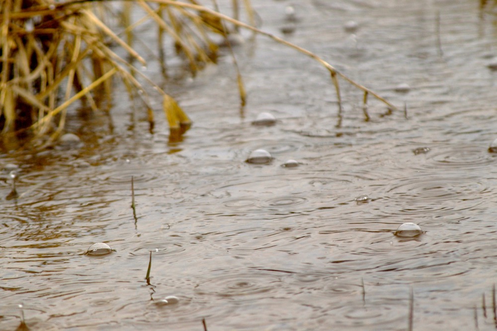 Australian wheat crop quality at risk due to heavy rains